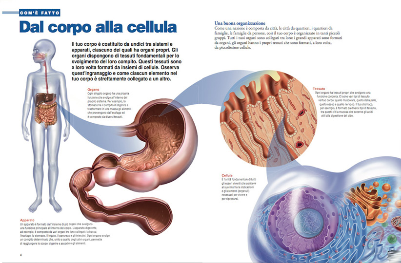 Cetosis como afecta al cuerpo Cetosis como afecta al cuerpo